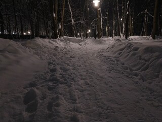 Snow covered trees in the winter cold park. 