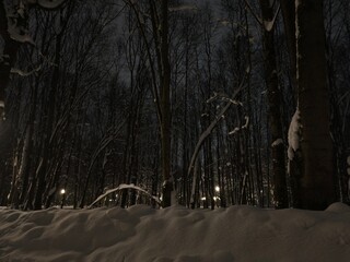 Snow covered trees in the winter cold park. 