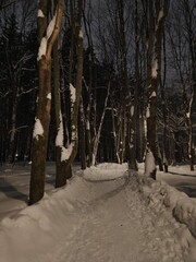 Snow covered trees in the winter cold park. 