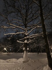 Snow covered trees with big old oak at night near the white frozen pond