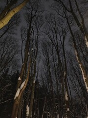 Top of trees in the night in the cold winter on the dark blue sky