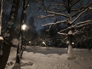Snow covered trees with big old oak at night near the white frozen pond
