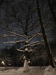 Snow covered trees with big old oak at night near the white frozen pond