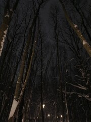 Top of trees in the night in the cold winter on the dark blue sky