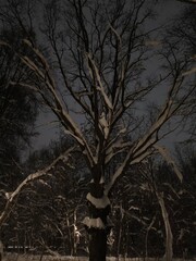 Top of trees in the night in the cold winter on the dark blue sky