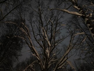 Top of trees in the night in the cold winter on the dark blue sky