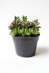 succulent ornamental plants on a white background