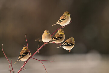 Five American Goldfinches sit perched in a dogwood bush