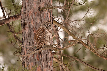 A Barred Owl sits perched against the truck of a pine tree