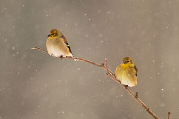 Winter scene of two American Goldfinches sitting perched on a dogwood branch with falling snow in the background
