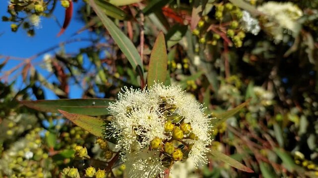 Honey bee flying around white Corymbia eucalyptus blossom macro in Australia Victoria