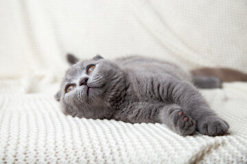 A happy cute Scottish Fold cat lies on a knitted white blanket. Gray kitten. Funny pet.