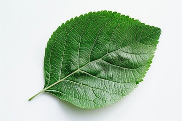 Obraz premium A vibrant, close-up photograph showcasing the intricate details of a green leaf