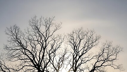 Bare tree branches silhouetted against a bright sky, creating a stark yet beautiful composition
