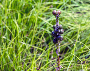 Eremurus cristatus after flowering with seeded fruits in the garden. Eremurus is genus of deciduous perennial flowers, also known as foxtail lilies or desert candles.