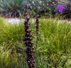 Eremurus cristatus after flowering with a seeded fruits in the garden. Eremurus is a genus of deciduous perennial flowers, also known as foxtail lilies or desert candles.