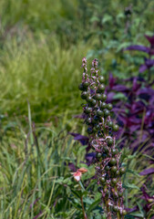 Eremurus cristatus after flowering with a seeded fruits in garden. Eremurus is genus of deciduous perennial flowers, also known as foxtail lilies or desert candles.