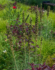 Eremurus cristatus after flowering with a seeded fruits in the garden. Eremurus is genus of deciduous perennial flowers, also known as foxtail lilies or desert candles.