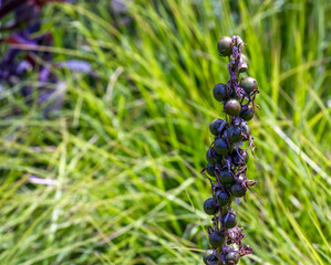 Eremurus cristatus after flowering with seeded fruits in garden. Eremurus is a genus of deciduous perennial flowers, also known as foxtail lilies or desert candles.