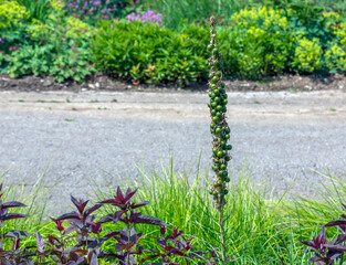 Eremurus cristatus after flowering with seeded fruits in the garden. Eremurus is a genus of deciduous perennial flowers, also known as foxtail lilies or desert candles.