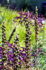 Eremurus cristatus after flowering with seeded fruits in garden. Eremurus is genus of deciduous perennial flowers, also known as foxtail lilies or desert candles.