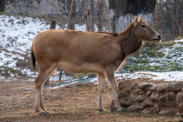 Fototapeta premium A wild deer standing in a natural outdoor enclosure during winter. Side view showing full body, fur texture, and natural posture, with snow patches and earthy tones in the background. Wildlife and nat