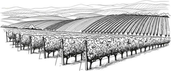 Obraz premium Hand draw vineyard tuscany landscape farm field in monochrome sketch style. Vintage panoramic vector illustration. 