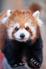 Red Panda Walking Toward Camera with Shallow Depth of Field