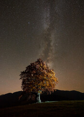 Illuminated autumn tree against star-studded night sky, with Milky Way forming vertical streak...