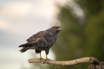 Common buzzard (Buteo buteo) photographed in Spain