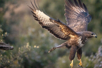 Fototapeta premium Common buzzard (Buteo buteo) photographed in Spain