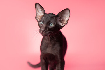 Adorable Funny large black kitten with big ears. Lovely cat Oriental breed on pink background. banner with copy space for text. Domestic pets