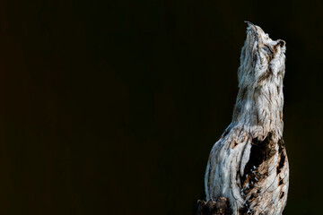 Common potoo camouflaged perched on a tree trunk in nature