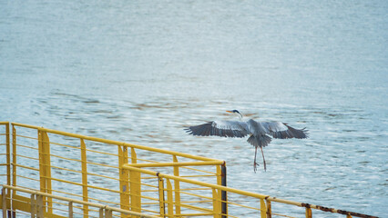Grey South American heron with outspread wings prepares to land on a yellow metal railing over blue water, captured in a dynamic, wide-angle bird photography shot