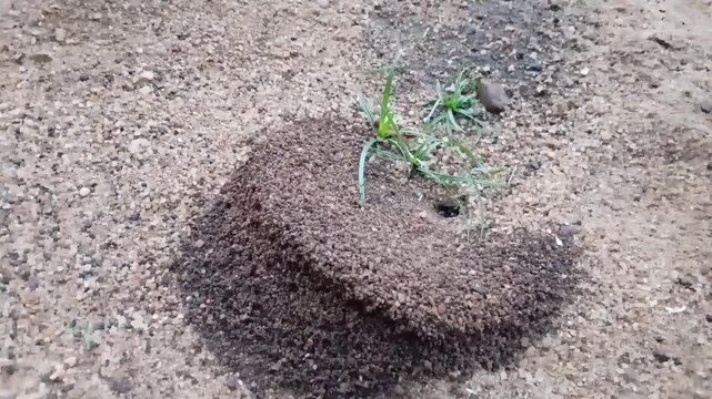 Close up top down view of a group of black worker ants building an anthill colony in the sand and gravel.