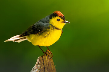 Obraz premium Yellow wild bird singing perched on a tree stump in nature