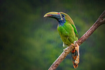 Toucan in Costa Rica, close-up with blurred background and abundant nature