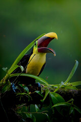 Toucan in Costa Rica, close-up with blurred background and abundant nature © Carlos