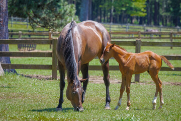Obraz premium Mare and fold grazing at a horse ranch in Rome Georgia.