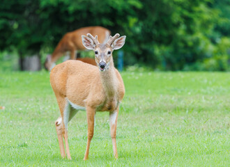 White tailed deer herd grazing in the grass in wildlife sanctuary in Rome Georgia.