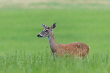 Obraz premium White tailed deer herd grazing in the grass in wildlife sanctuary in Rome Georgia.