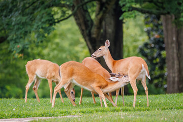 White tailed deer herd grazing in the grass in wildlife sanctuary in Rome Georgia.