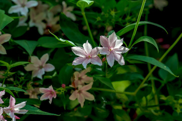 Pink jasmine vine Jasminum polyanthum with a flowers, spring background