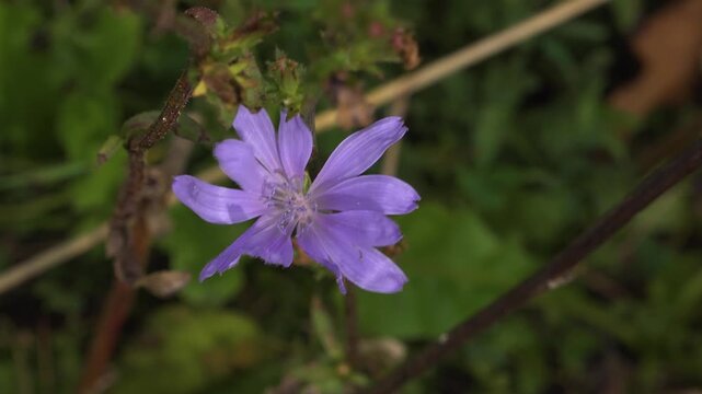 A close-up of a beautiful purple common Chicory flower blooming in a meadow during autumn. Also known by names such as blue sailors, coffee-weed, or Italian dandelion.