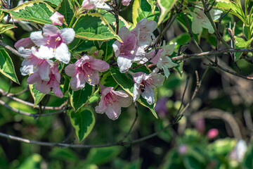 Bright fresh pink and white weigela japonica flowers and buds with green leaves in the garden. Selective focus