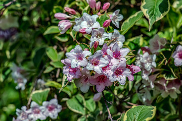 Bright fresh pink and white weigela japonica flowers and buds with green leaves in garden. Selective focus