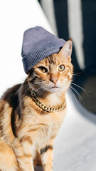 Stylized Orange Kitten with Tattoos, Purple Beanie, and Silver Chain in Spotlight Performance Setting