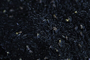 Macro shot of immature weevil on rice. It is Panicle or spinki rice mites