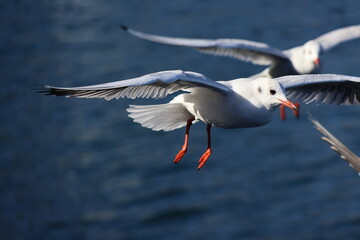 Seagulls on the wind