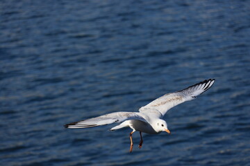 A seagull on the wind